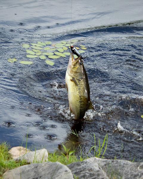 Fishing